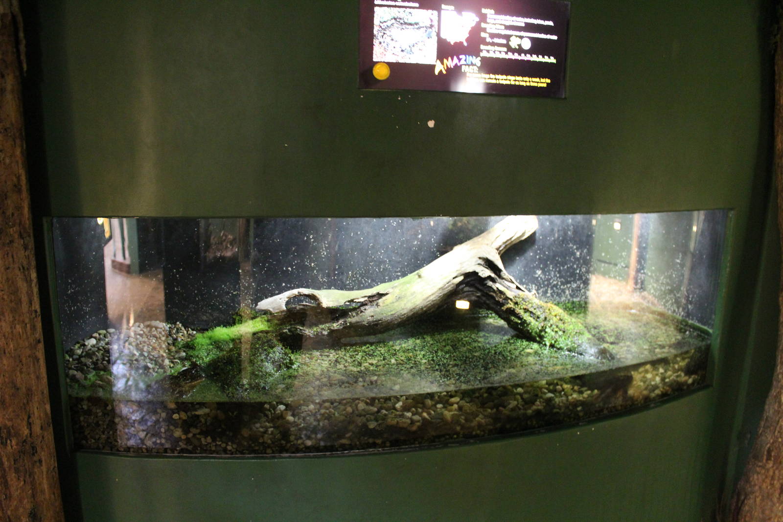 Feb. 2016 - Museum of Science - Amazing Amphibians - Bullfrog Exhibit