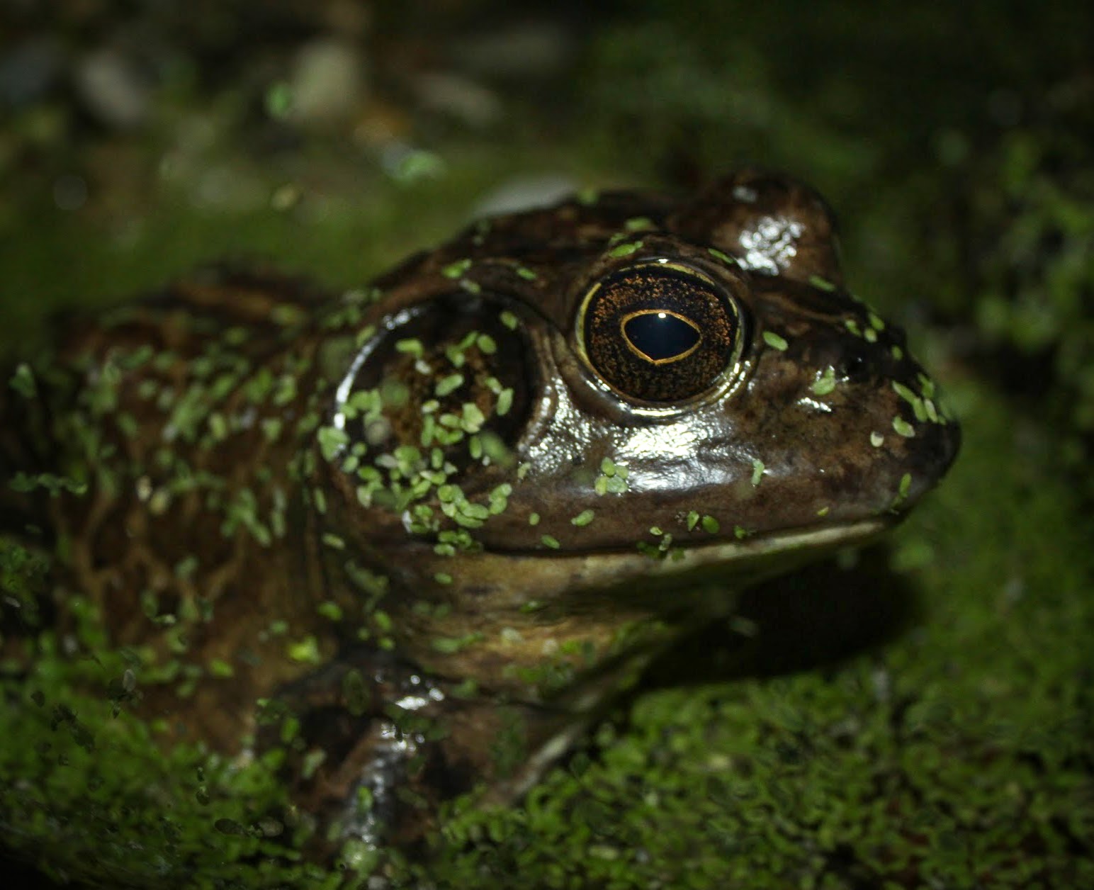 Feb. 2016 - Museum of Science - Amazing Amphibians - Bullfrog