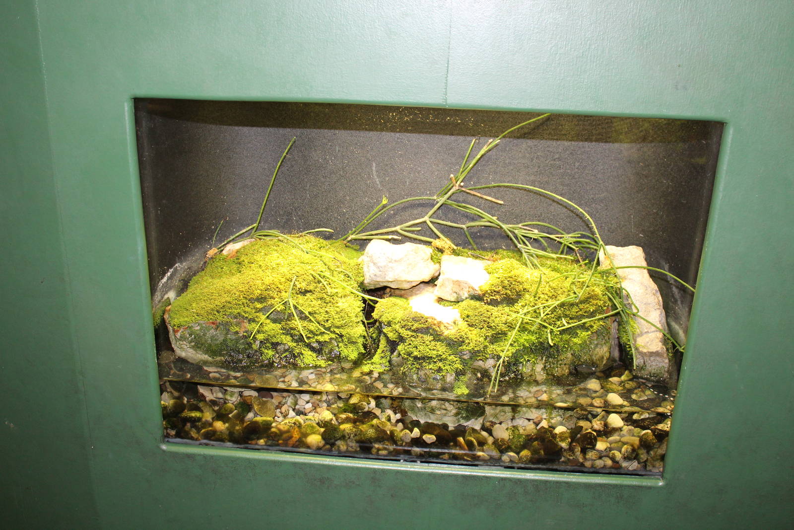 Feb. 2016 - Museum of Science - Amazing Amphibians - Emperor Spotted Newt E