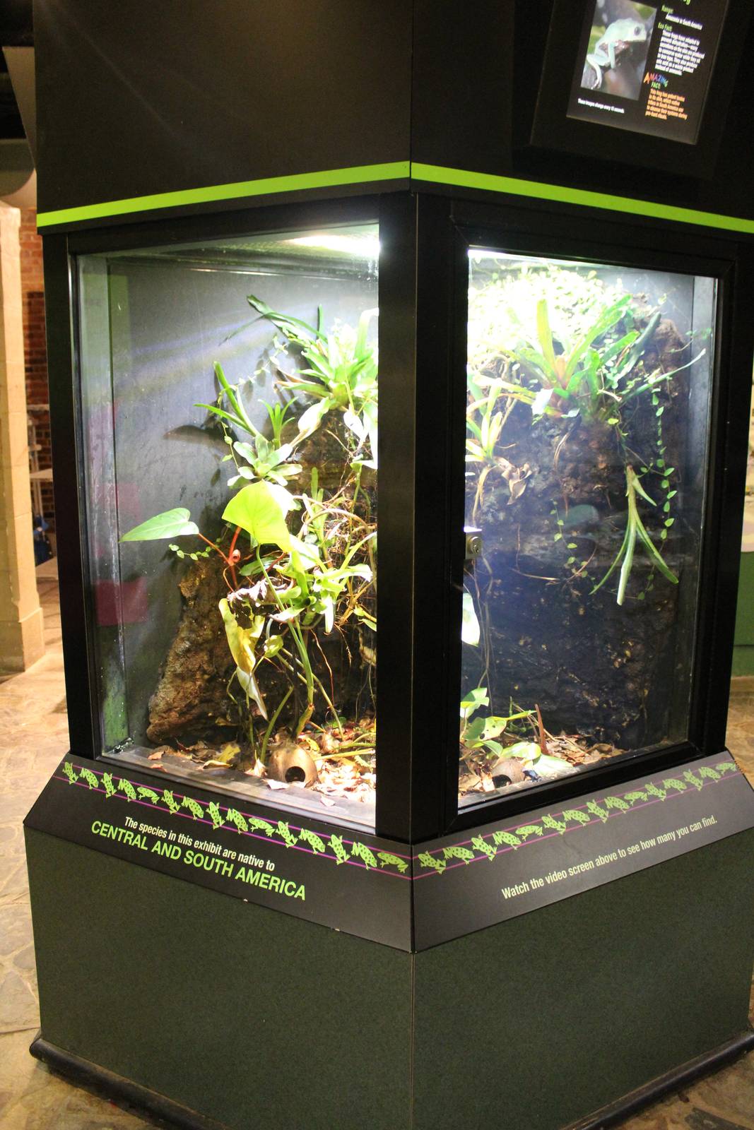 Feb. 2016 - Museum of Science - Amazing Amphibians - Frog Exhibit (6)