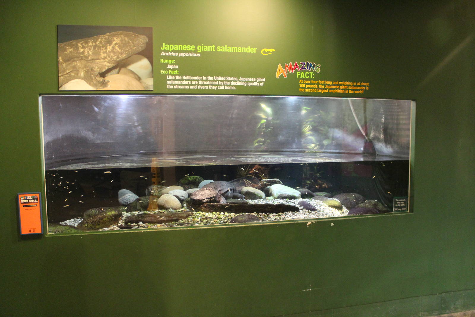 Feb. 2016 - Museum of Science - Amazing Amphibians - Giant Salamander Exhib