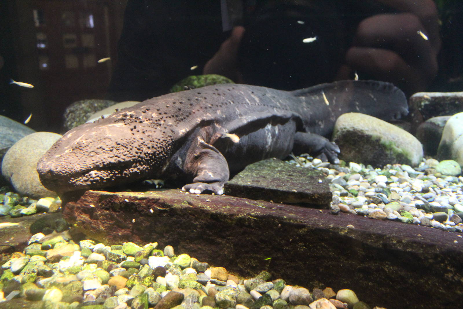 Feb. 2016 - Museum of Science - Amazing Amphibians - Massive Salamander