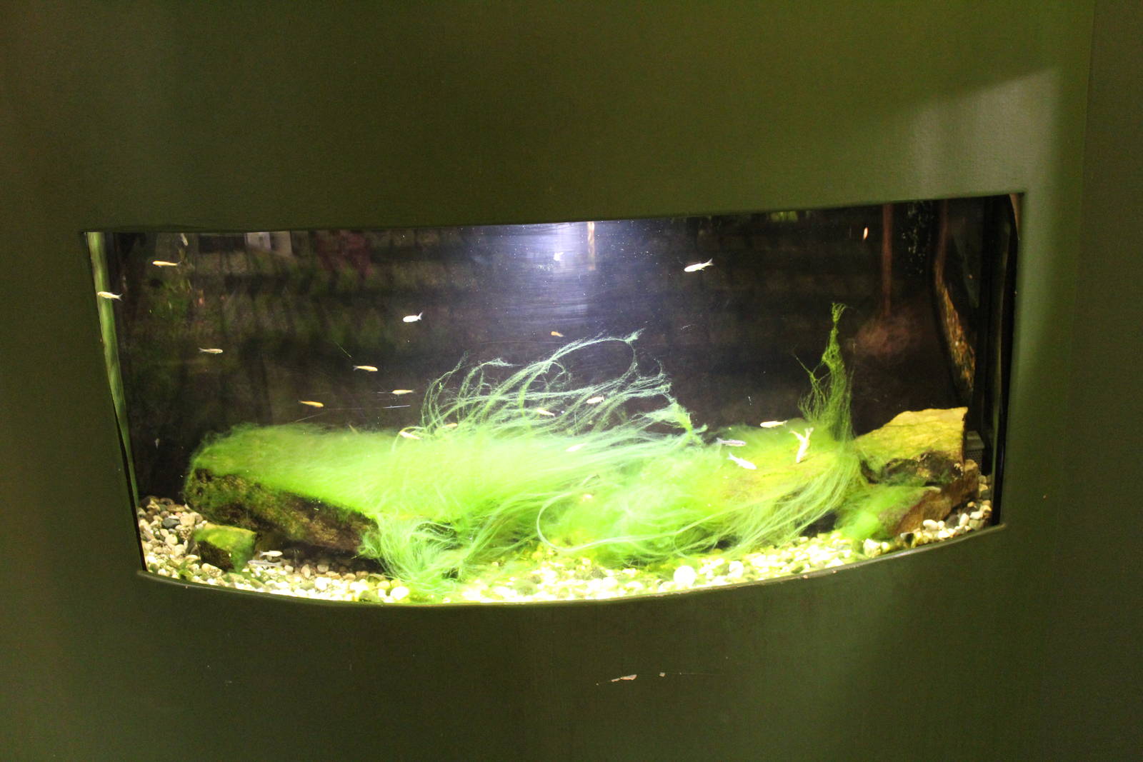 Feb. 2016 - Museum of Science - Amazing Amphibians - Mudpuppy Tank