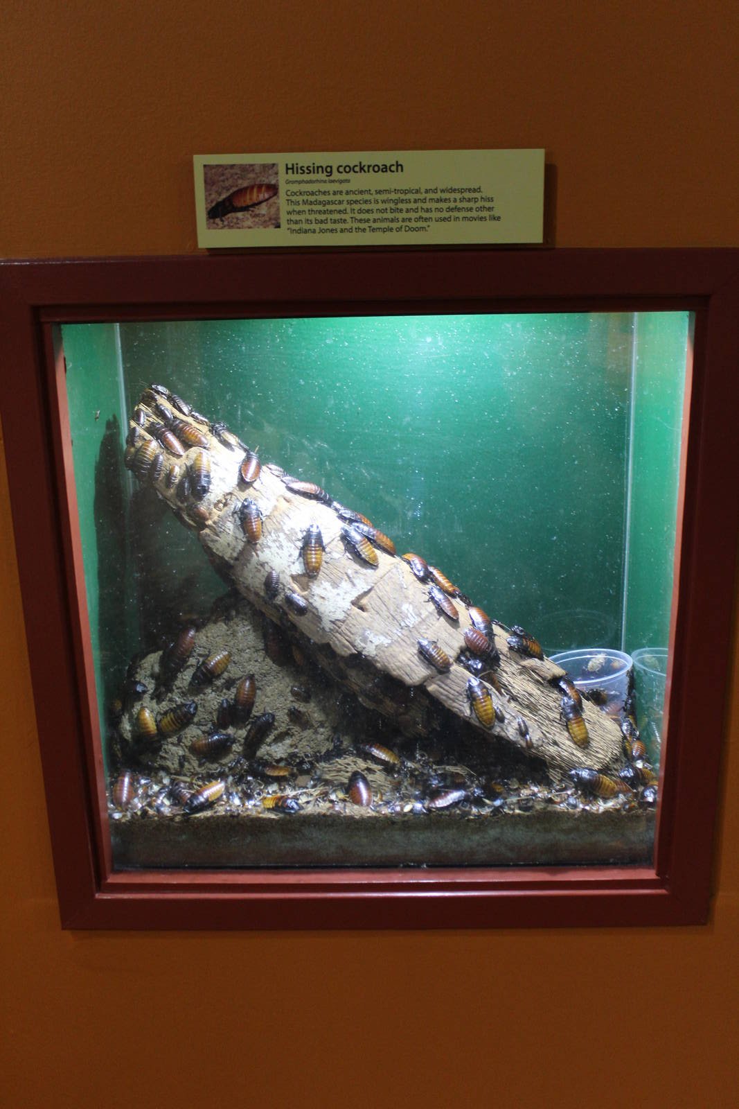 Feb. 2016 - Museum of Science - Crawl Space - Hissing Cockroach Exhibit