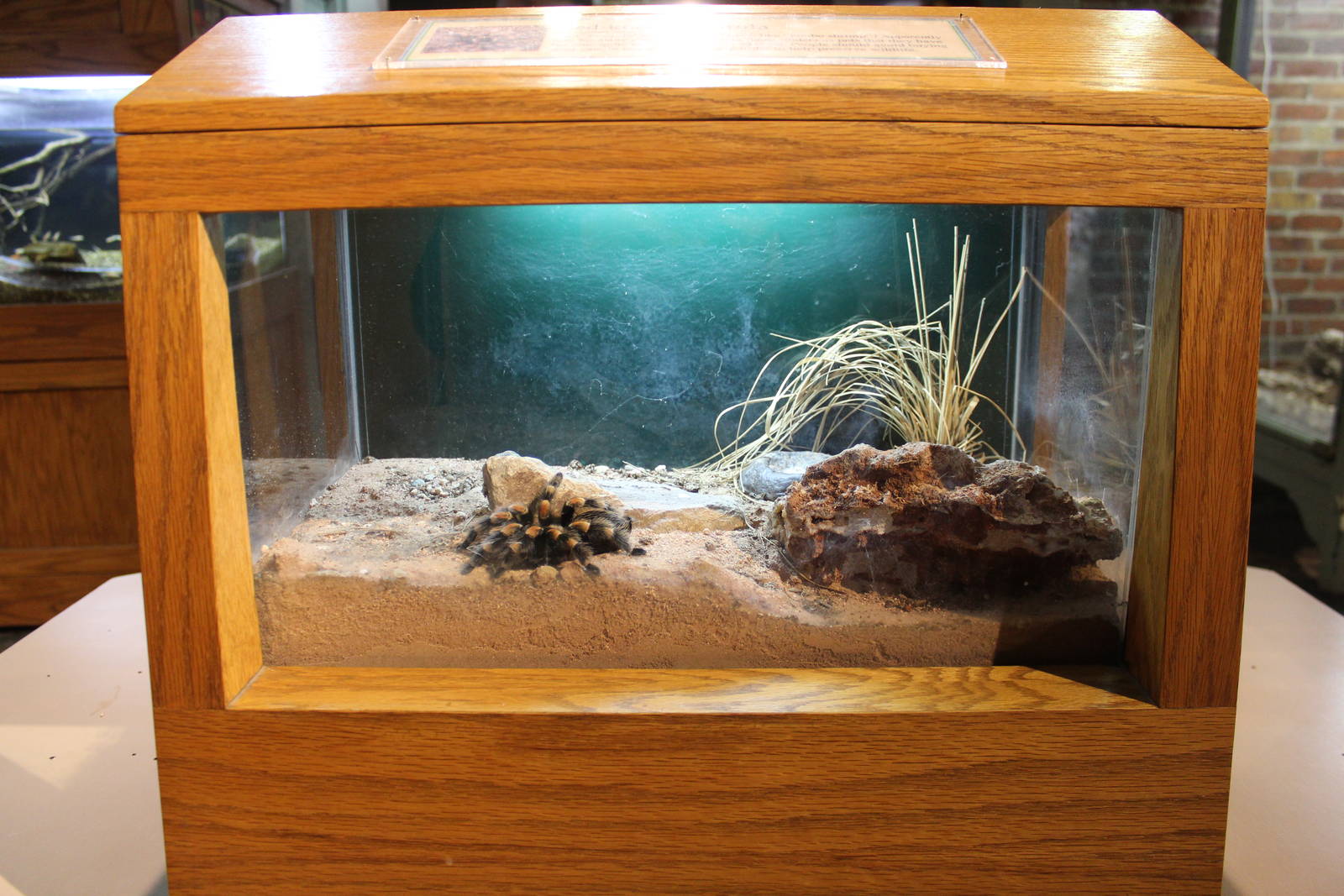 Feb. 2016 - Museum of Science - Crawl Space - Redknee Tarantula Exhibit