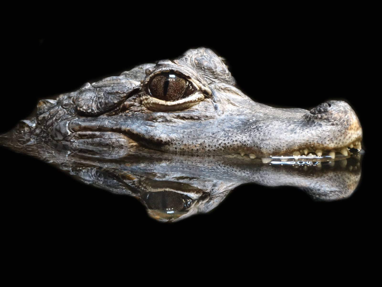 Feb. 2016 - Reptile House - Chinese Alligator