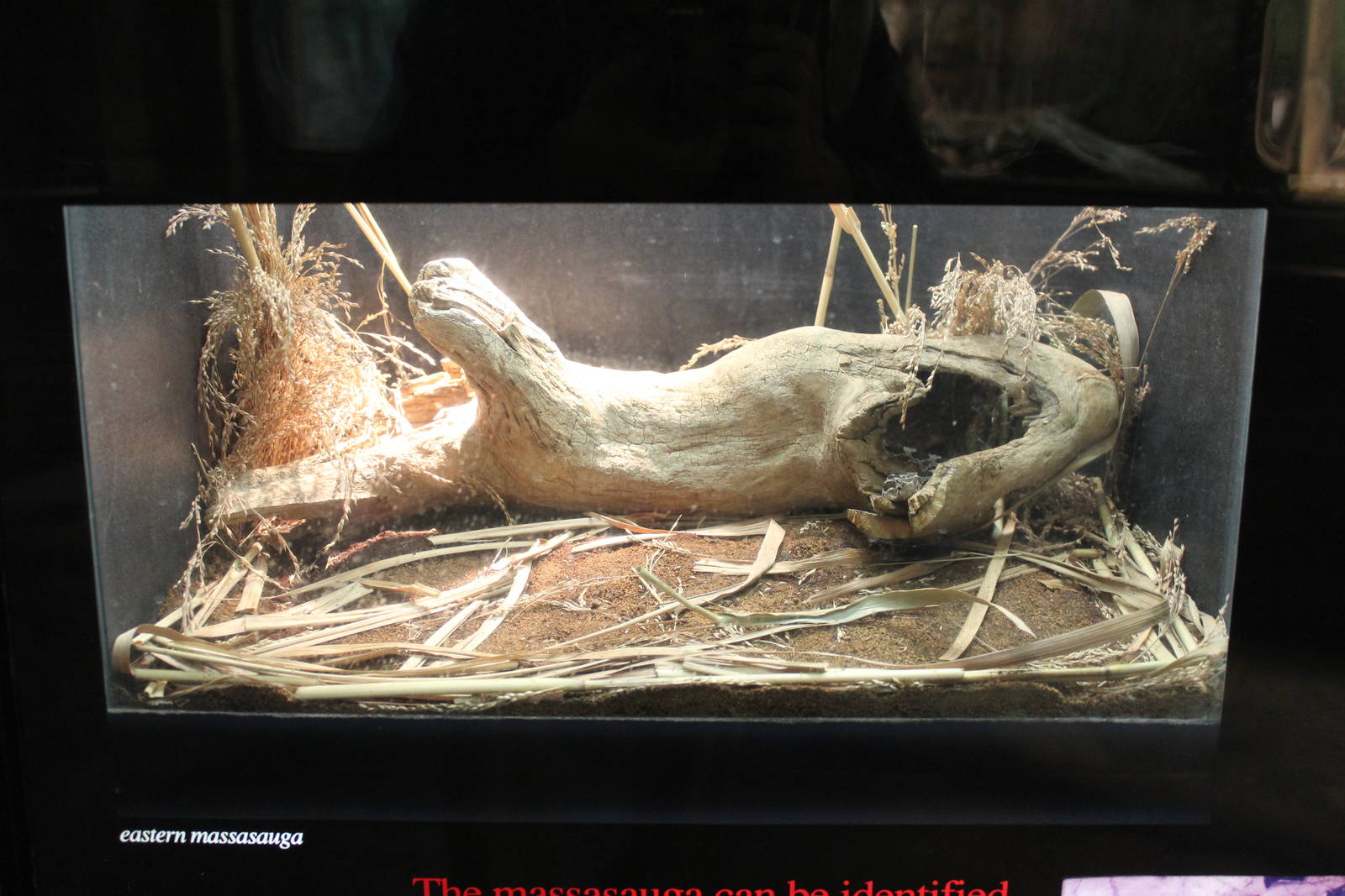 Feb. 2016 - Reptile House - Eastern Massasauga Exhibit