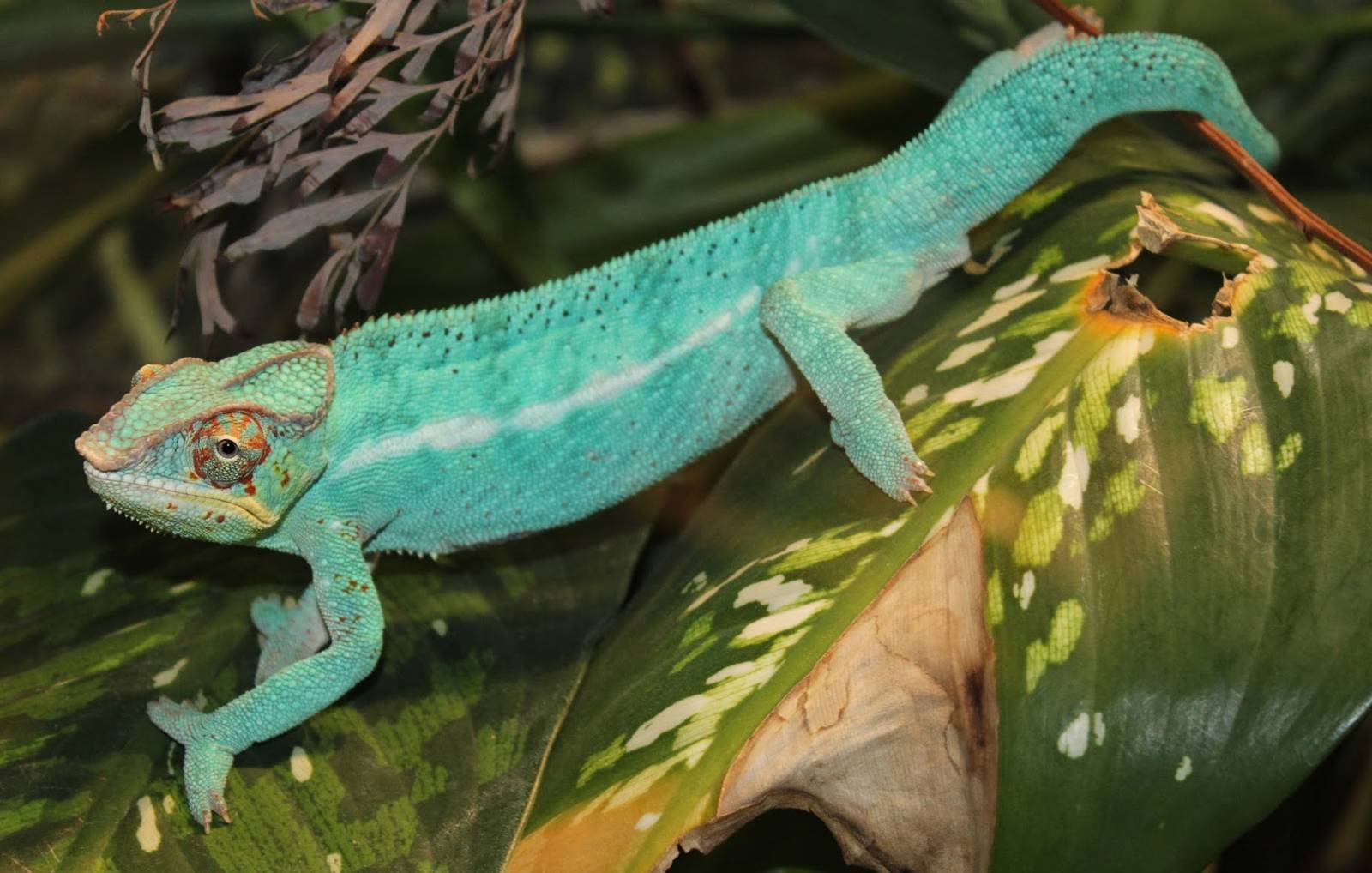 Feb. 2016 - Reptile House - Panther Chameleon