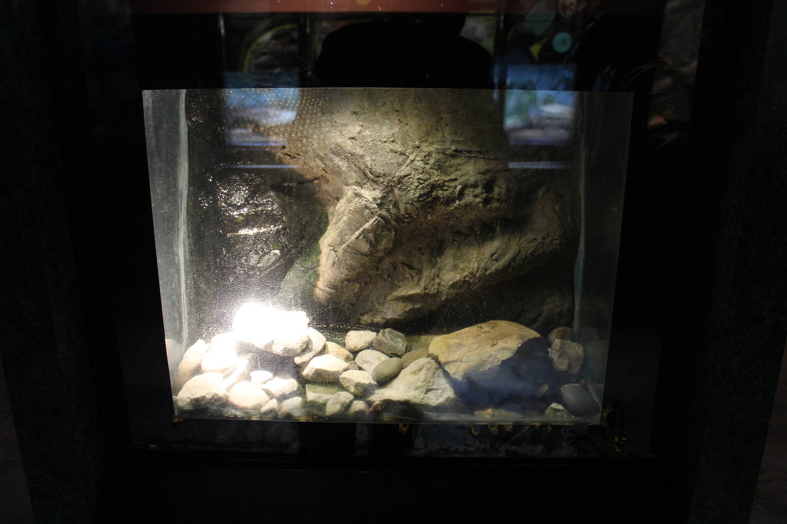 Feb. 2016 - Reptile House - Puerto Rican Crested Toad Exhibit