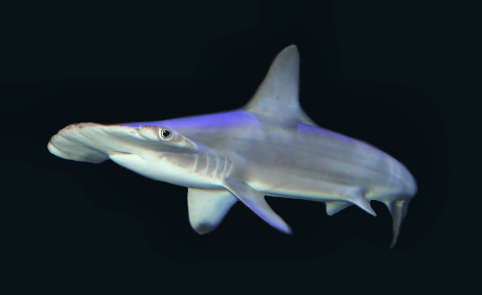 Feb. 2016 - Surrounded by Sharks - Yellow - Hammerhead