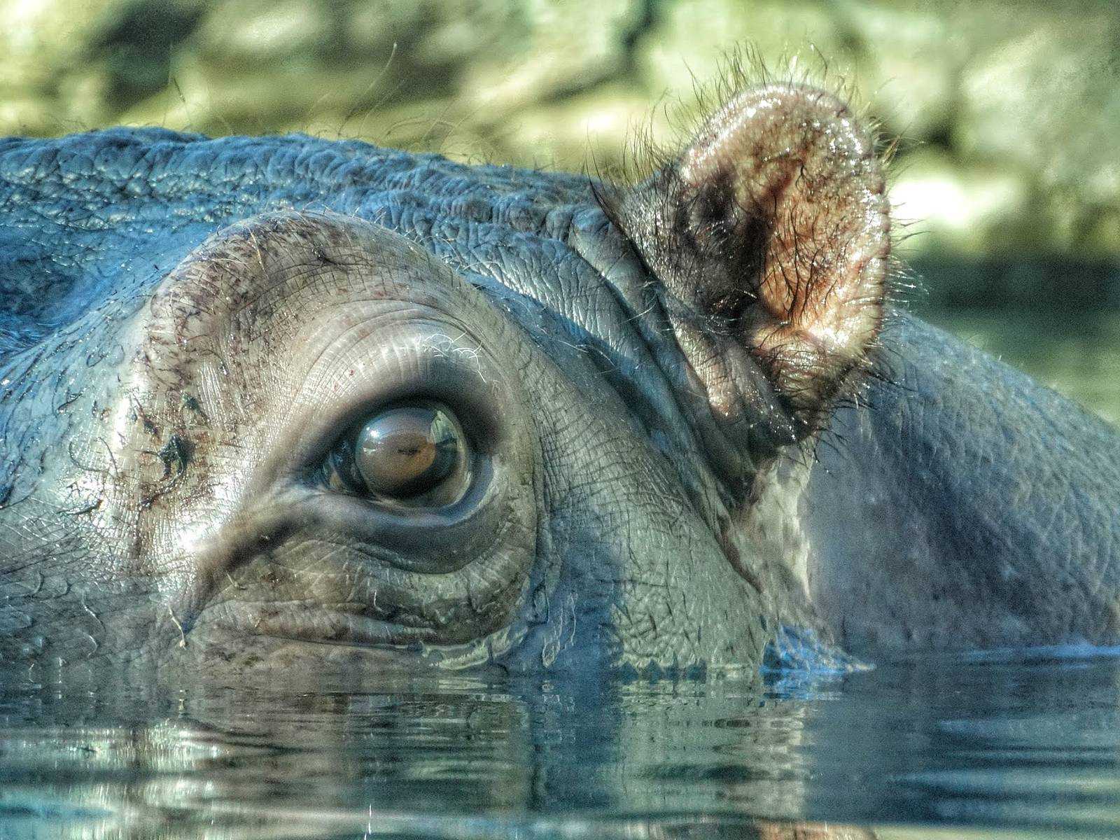 Feb. 2016 - Tembo Trail - Hippopotamus Eye