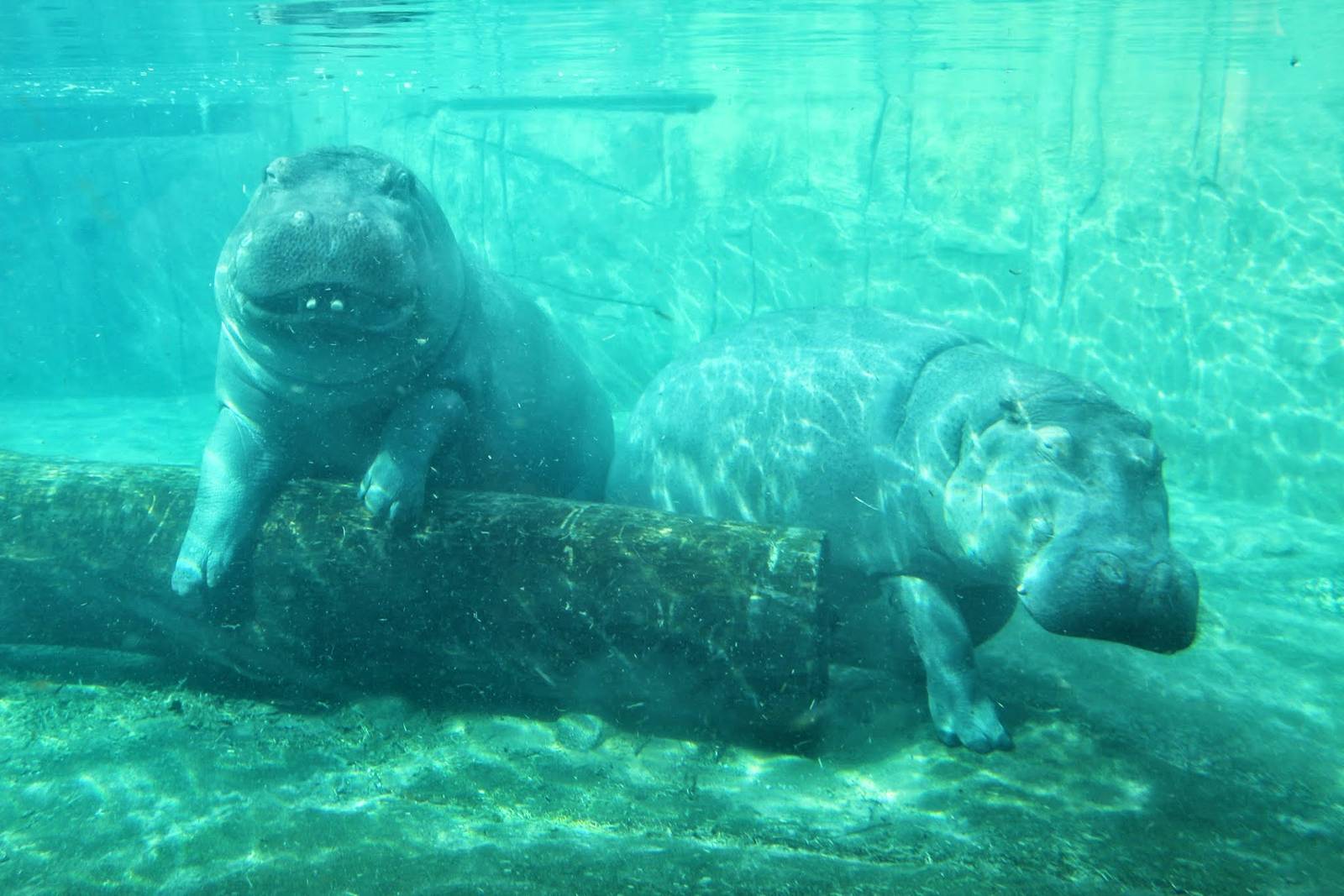 Feb. 2016 - Tembo Trail - Hippopotamuses