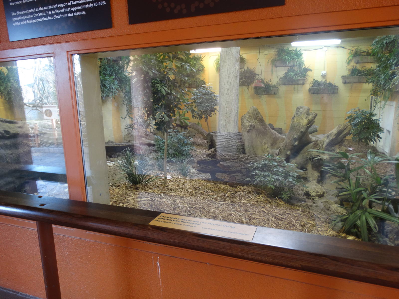 Feb. 2016 - Tembo Trail - Tasmanian Devil Exhibit