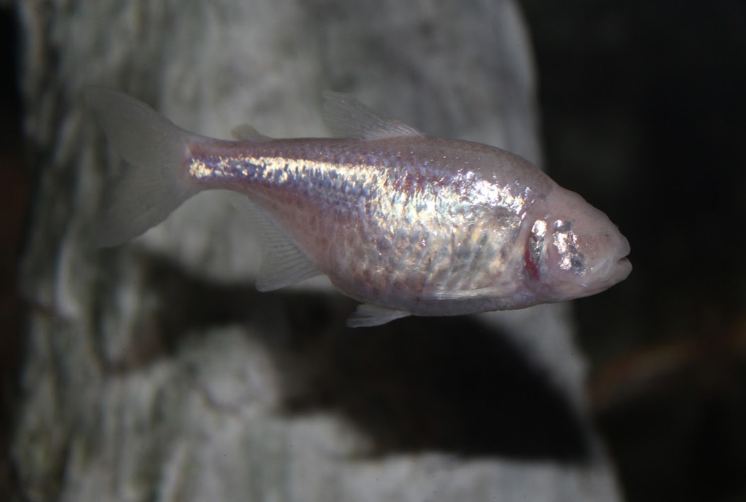 Feb. 2016 - World Rivers - Blind Cave Fish