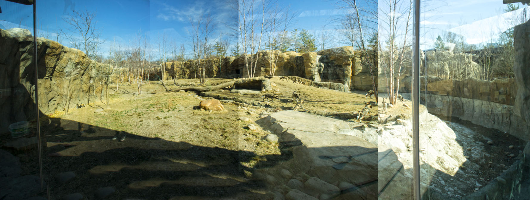 Feb. 2017 - Africa - Painted Dog Exhibit Pano