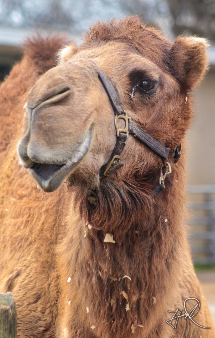 Feb. 2017 - African Savannah - Dromedary Camel