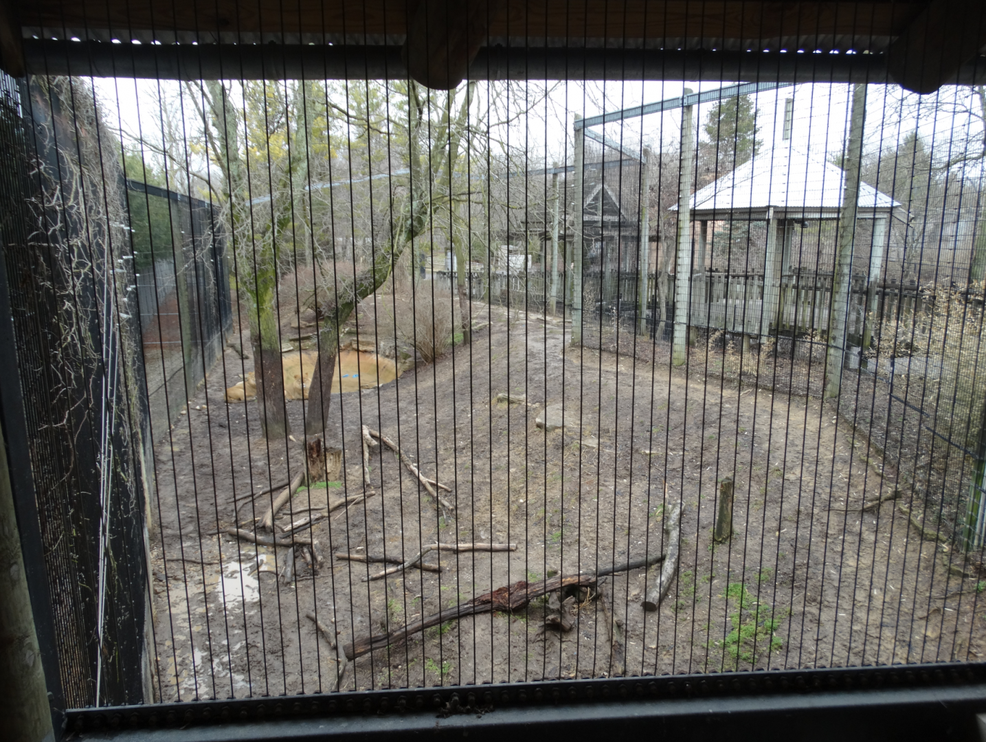 Feb. 2017 - Asia Quest - African Lion Exhibit