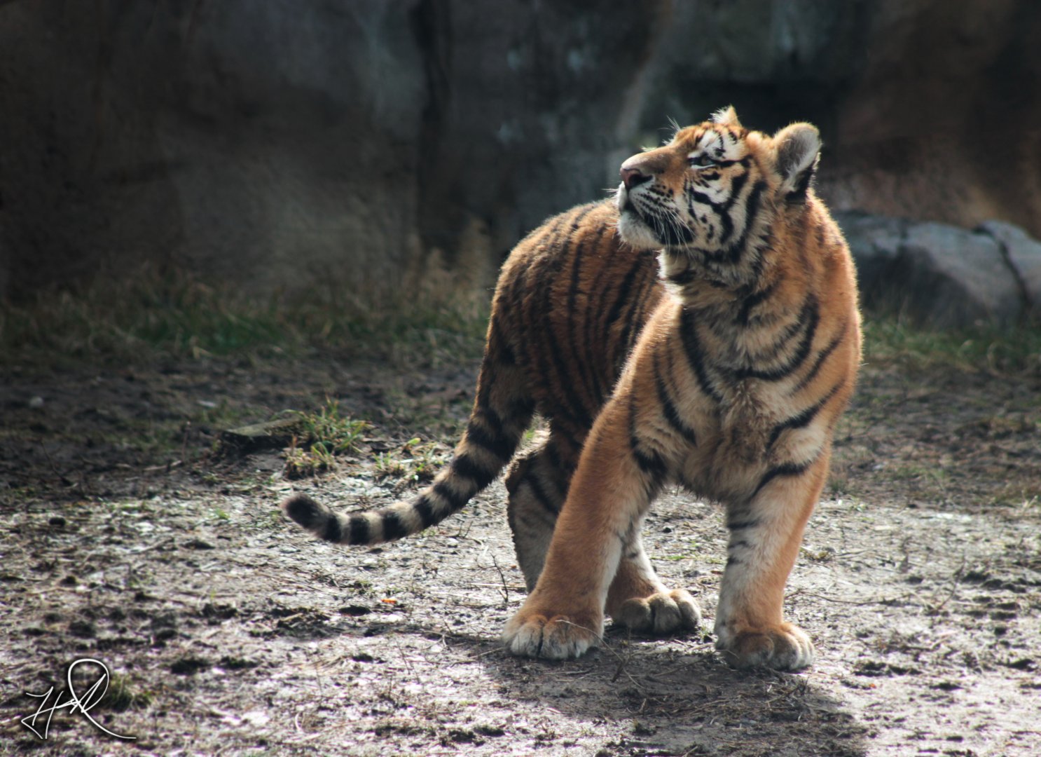 Feb. 2017 - Asia Quest - Amur Tiger Cub