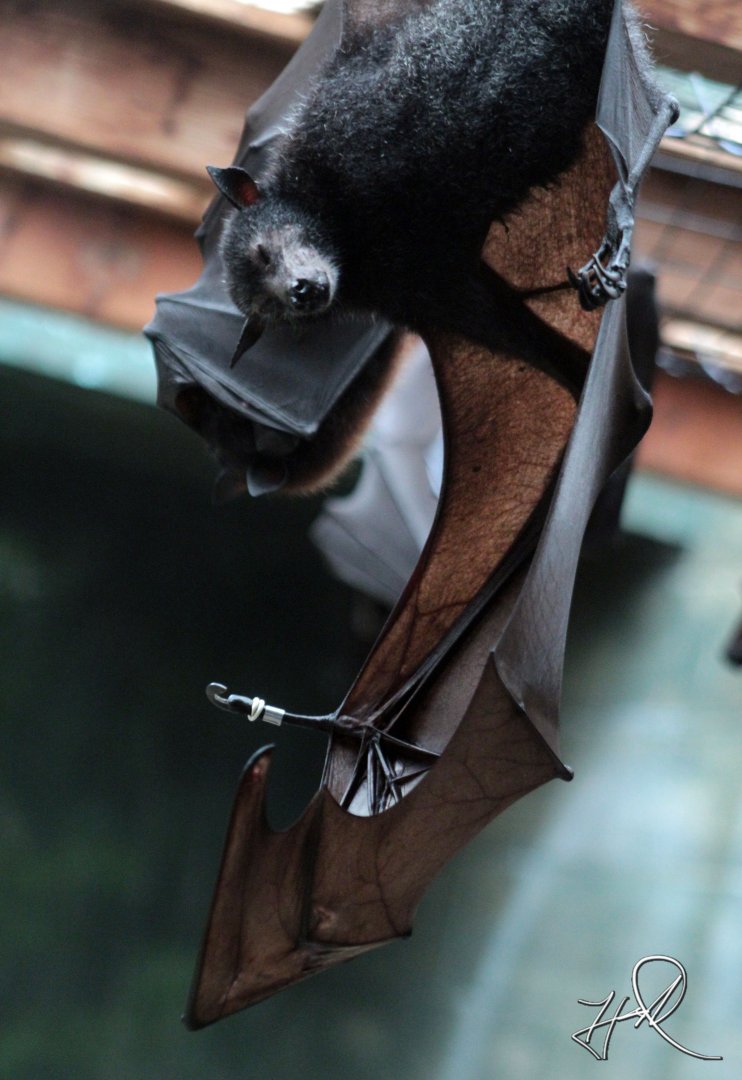 Feb. 2017 - Asia Quest - Large Flying Fox