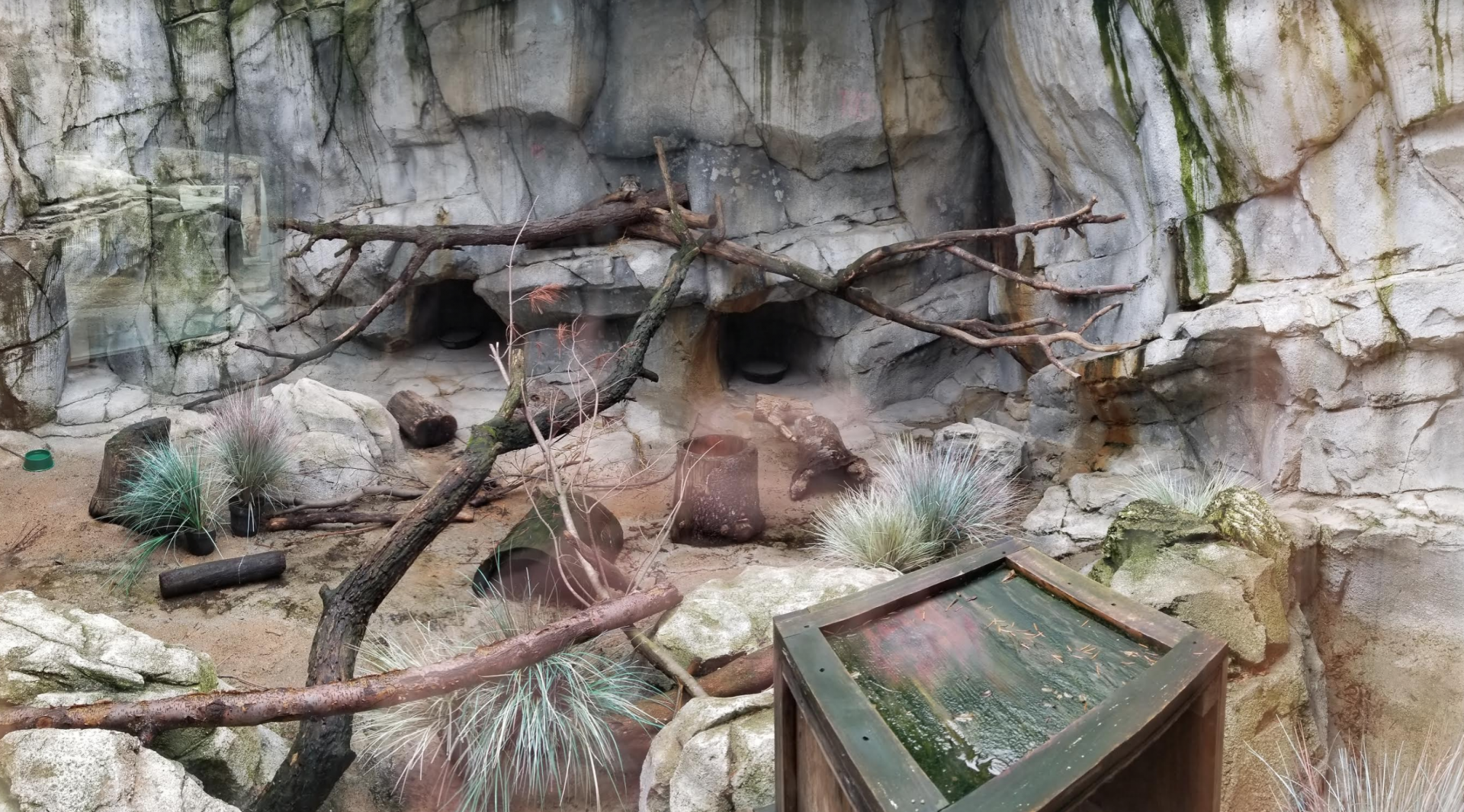 Feb. 2017 - Asia Quest - Pallas' Cat Exhibit Pano (Find the Cat)
