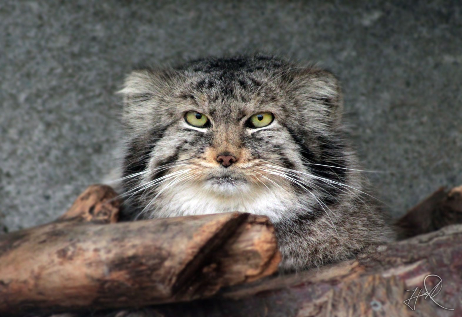 Feb. 2017 - Asia Quest - Palla's Cat