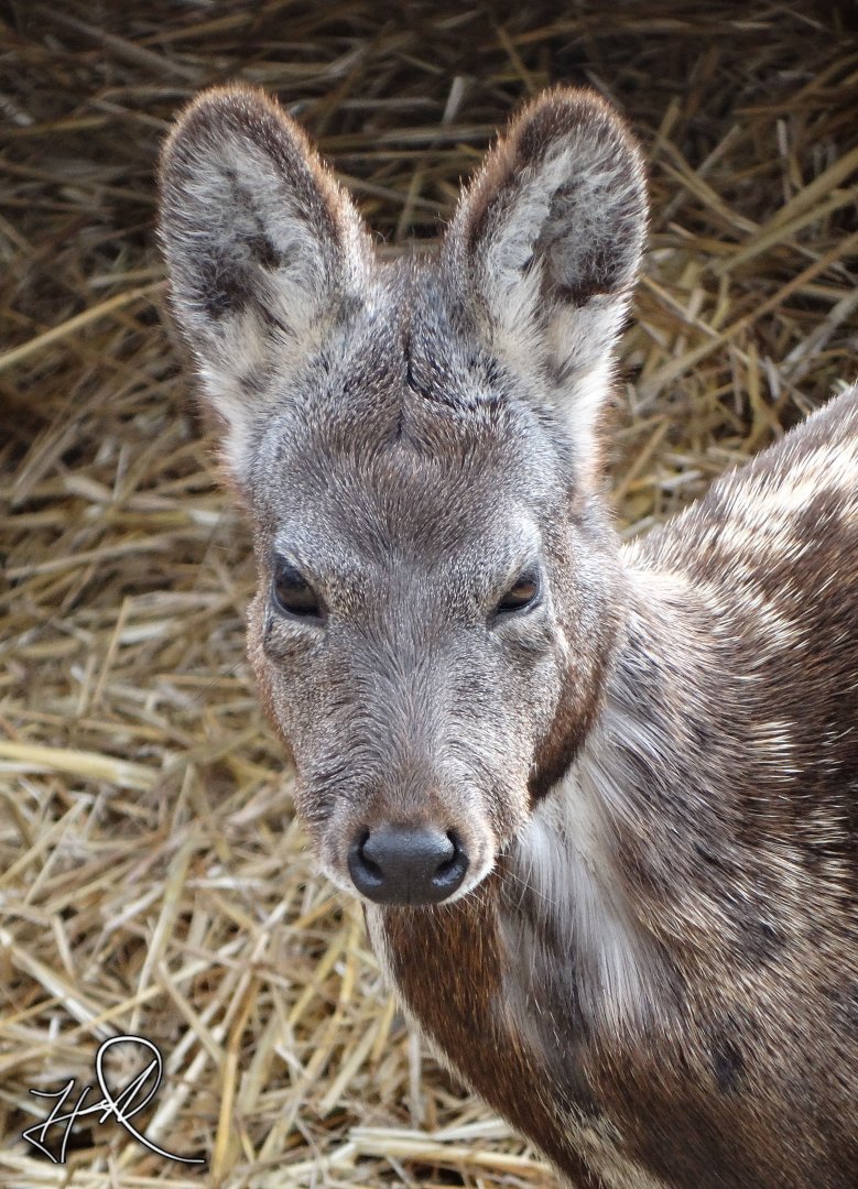 Feb. 2017 - Asia Quest - Siberian Musk Deer