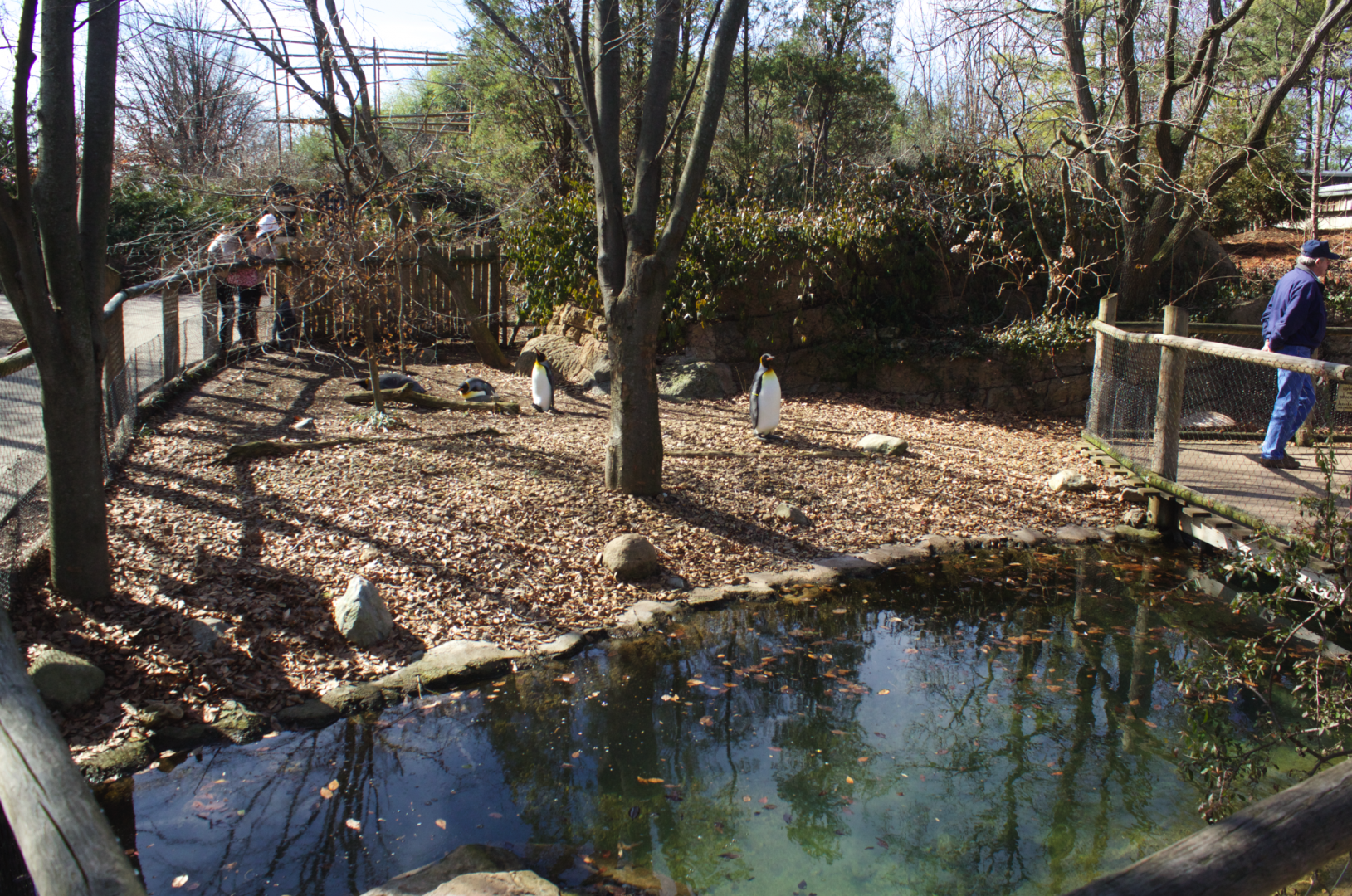 Feb. 2017 - Children's Zoo - King Penguin/African Penguin Exhibit