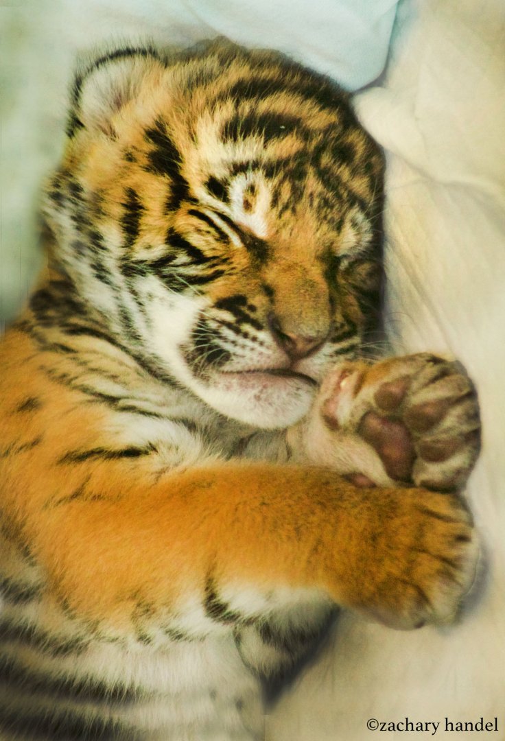 Feb. 2017 - Children's Zoo - Malayan Tiger Cub