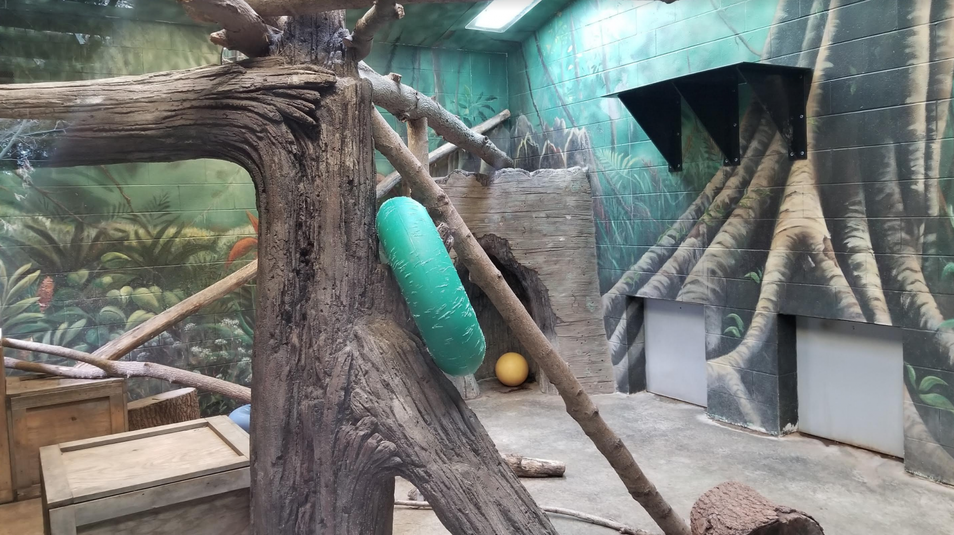 Feb. 2017 - Congo Expedition - Indoor Leopard Exhibit