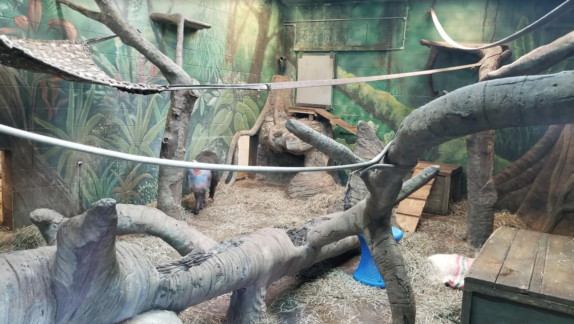 Feb. 2017 - Congo Expedition - Indoor Mandrill Exhibit