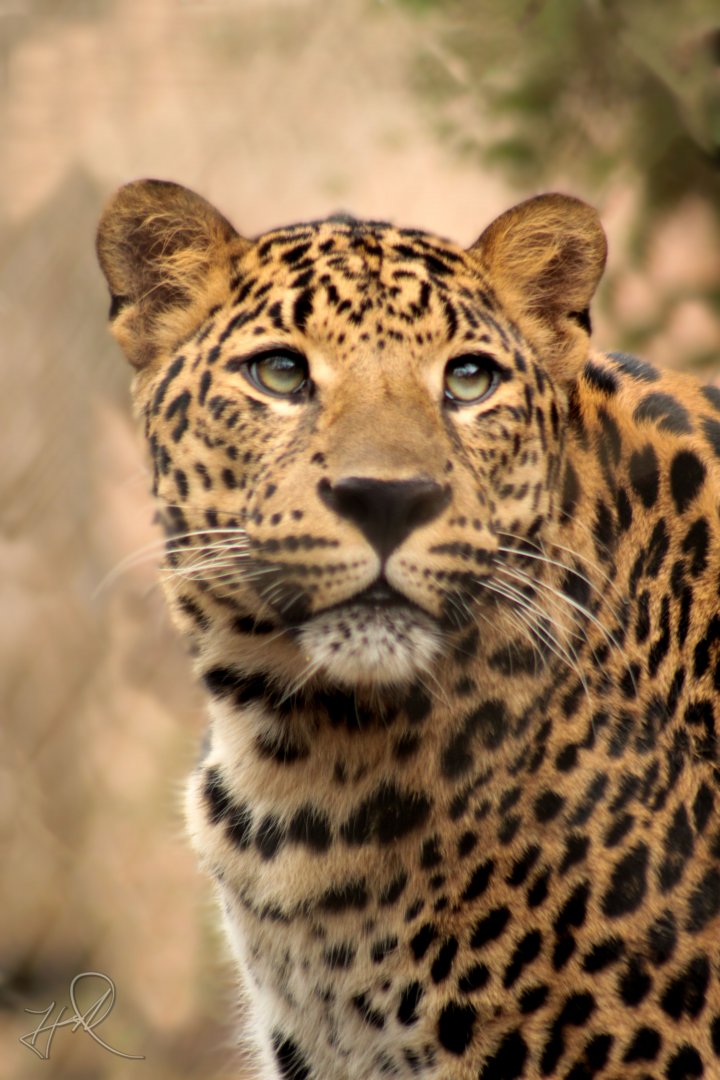 Feb. 2017 - Congo Expedition - Leopard