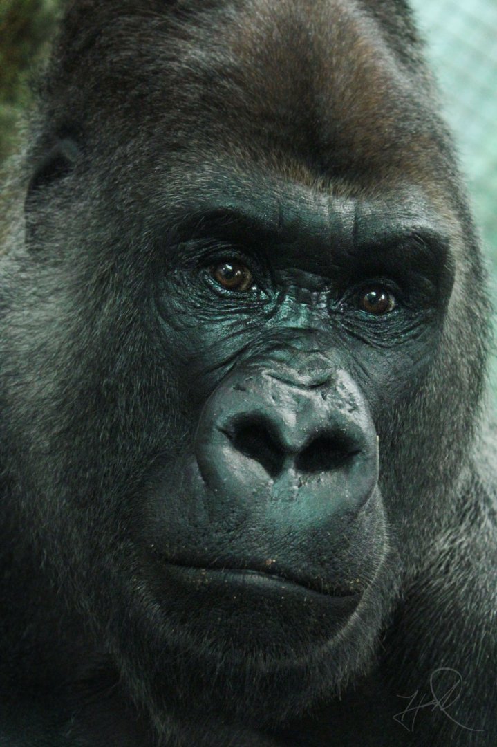 Feb. 2017 - Congo Expedition - Oliver