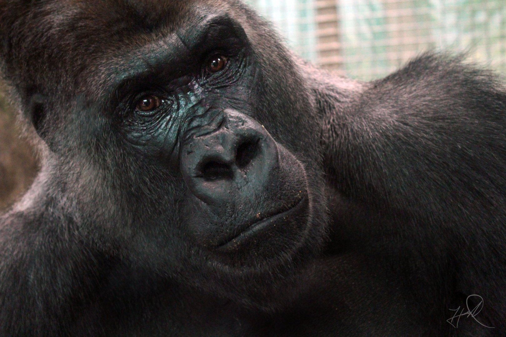 Feb. 2017 - Congo Expedition - Oliver