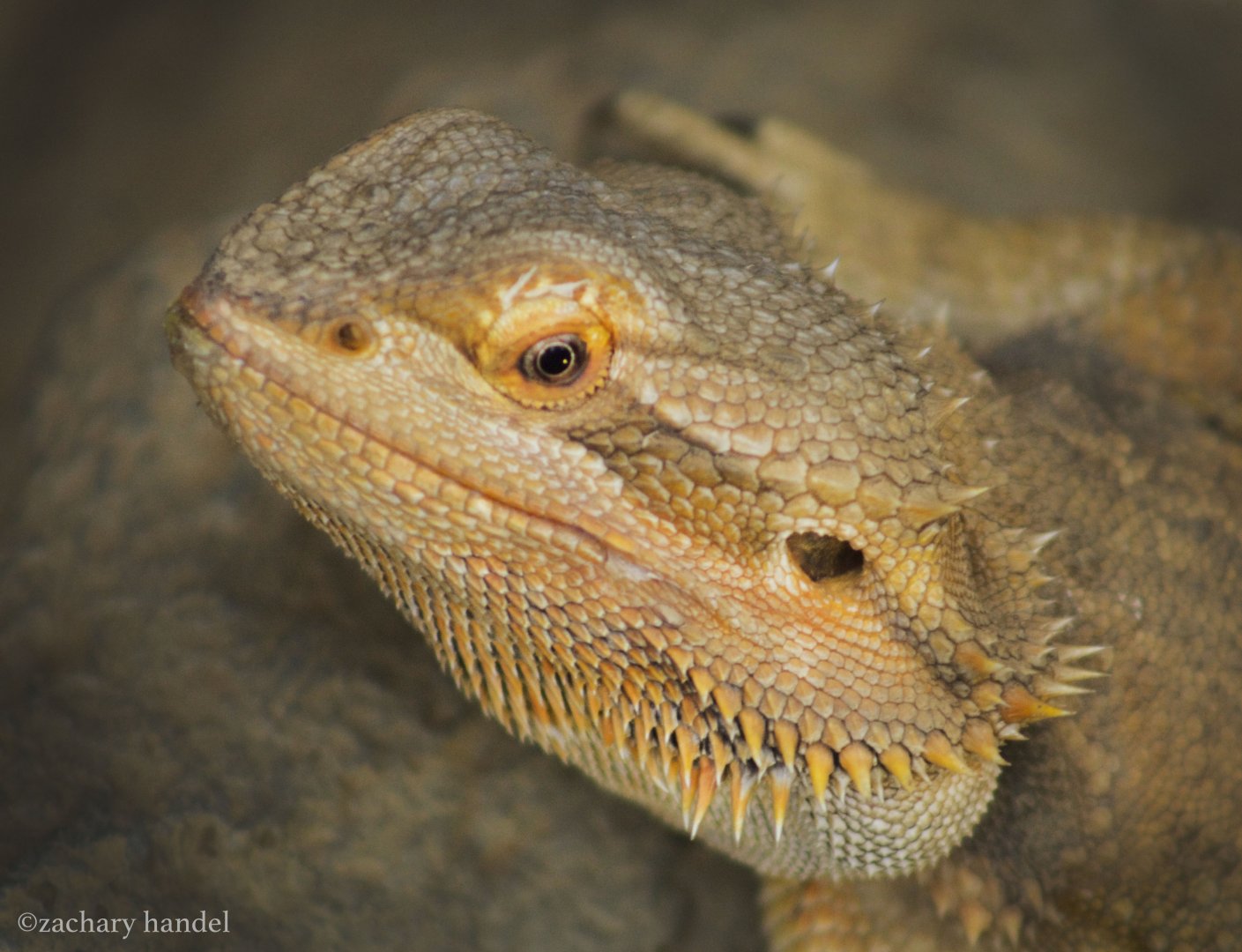 Feb. 2017 - Deserts - Bearded Dragon