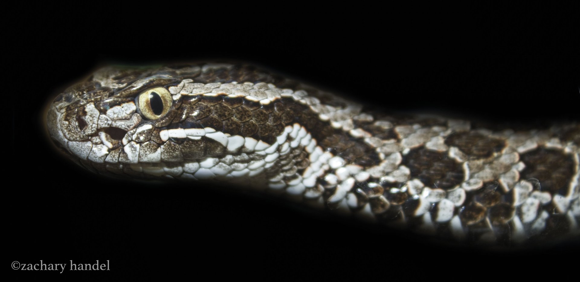 Feb. 2017 - Deserts - Eastern Massasauga