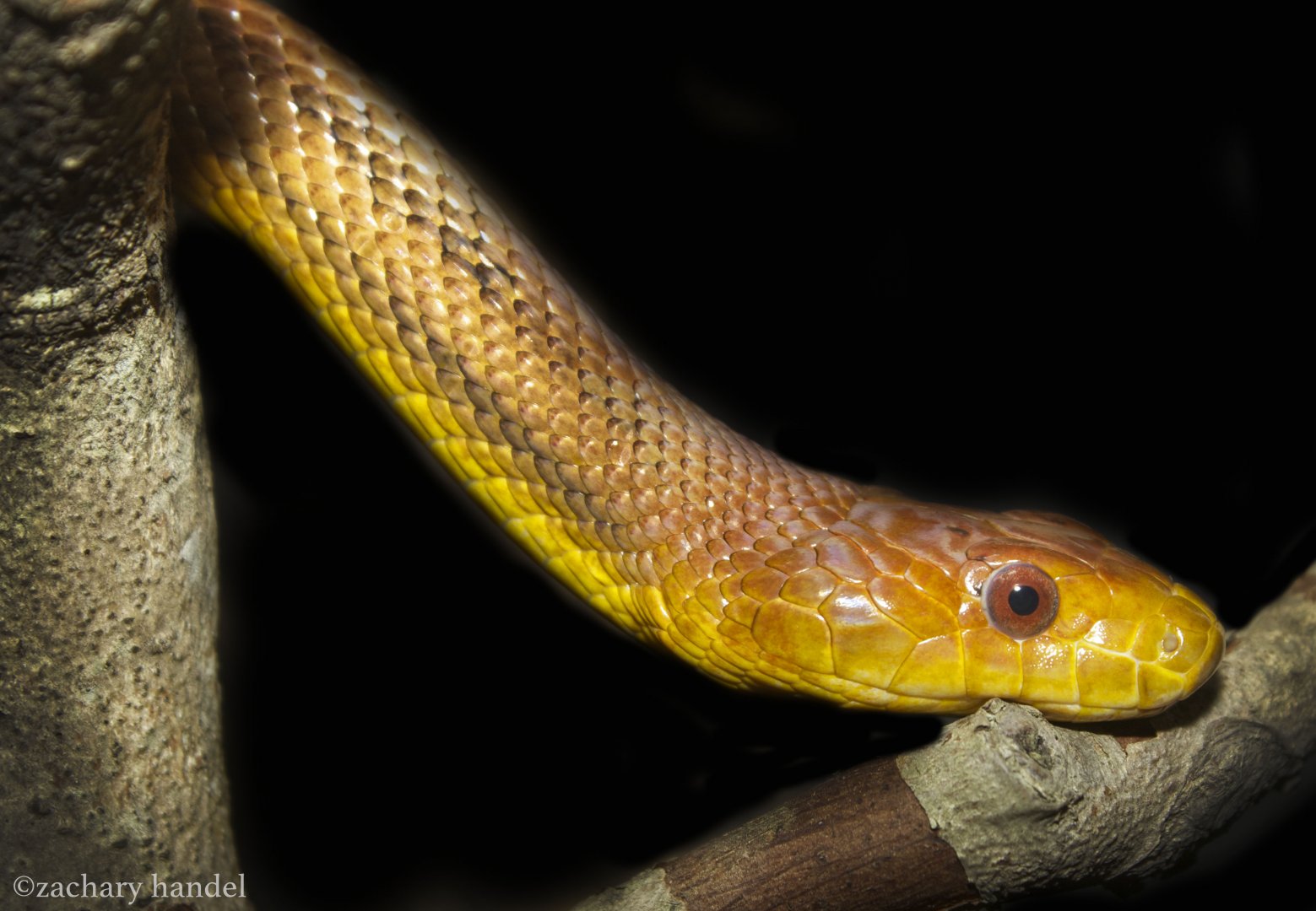 Feb. 2017 - Deserts - Everglades Rat Snake