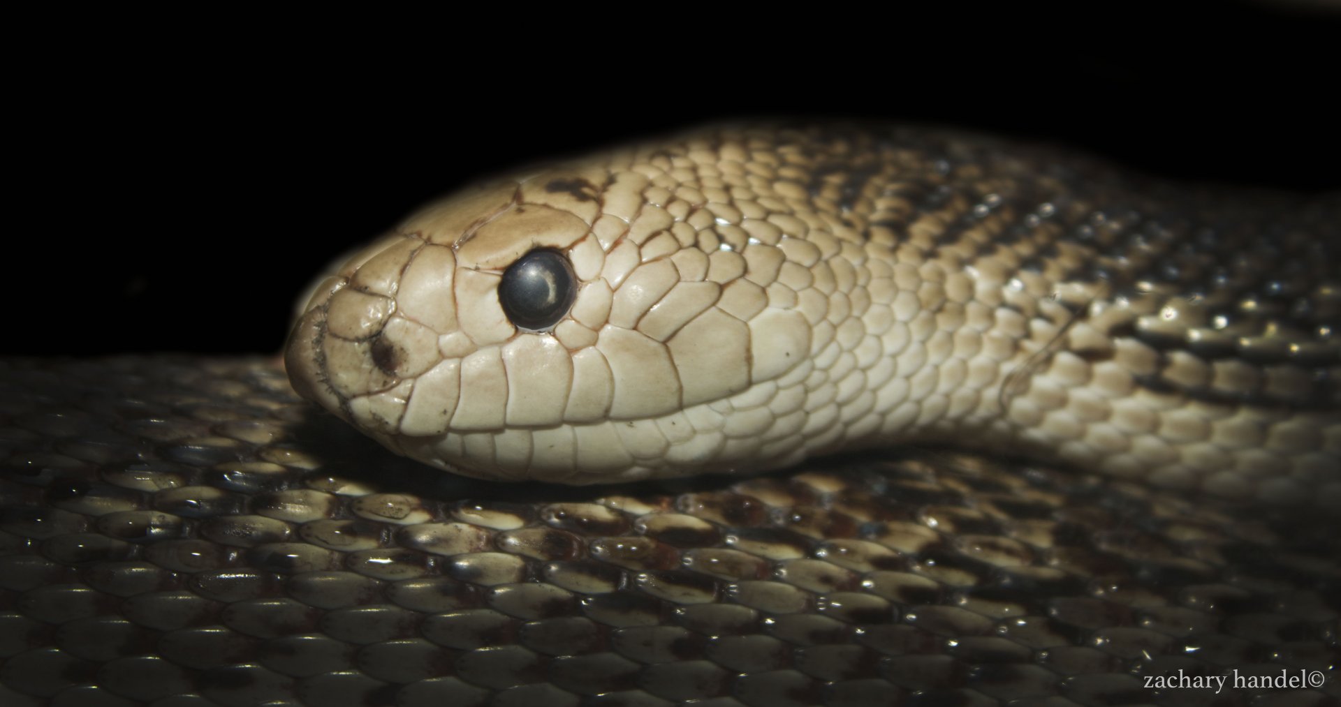 Feb. 2017 - Deserts - Florida Pine Snake