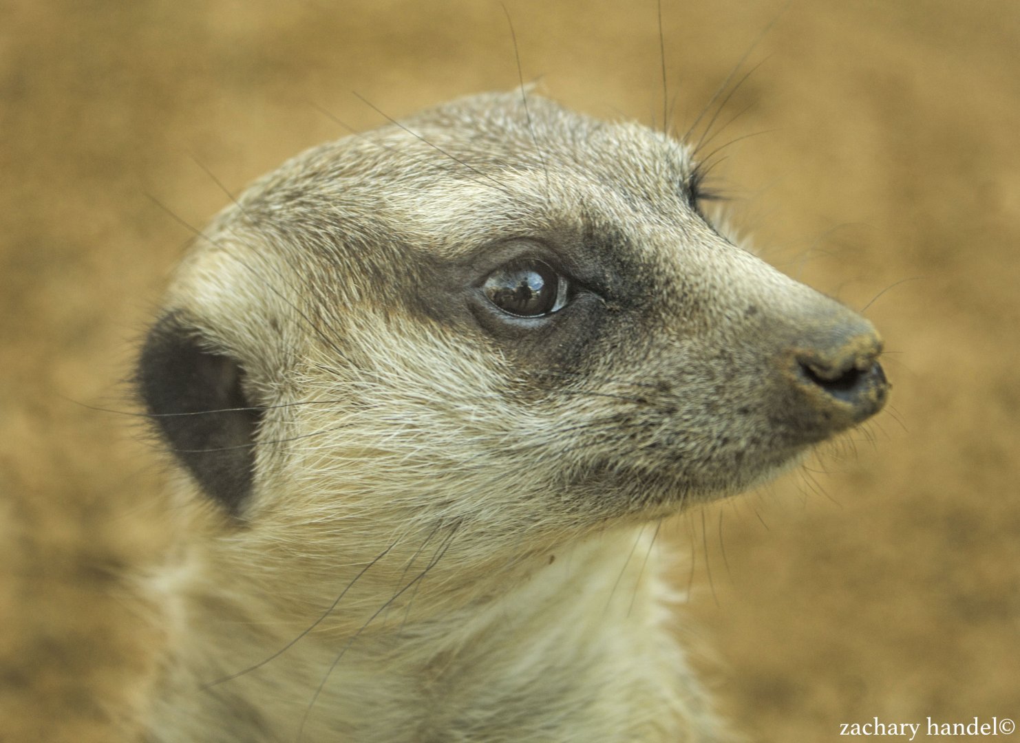 Feb. 2017 - Deserts - Meerkat