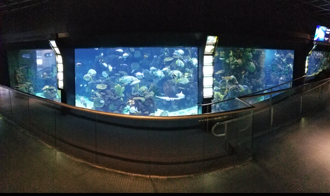 Feb. 2017 - Discovery Reef - Main Tank