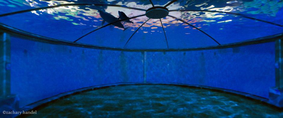 Feb. 2017 - Dolphin Dome Panorama (Dolphins Inserted)