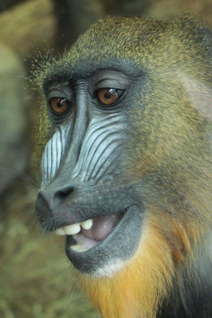 Feb. 2017 - Expedition Congo - Young Mandrill