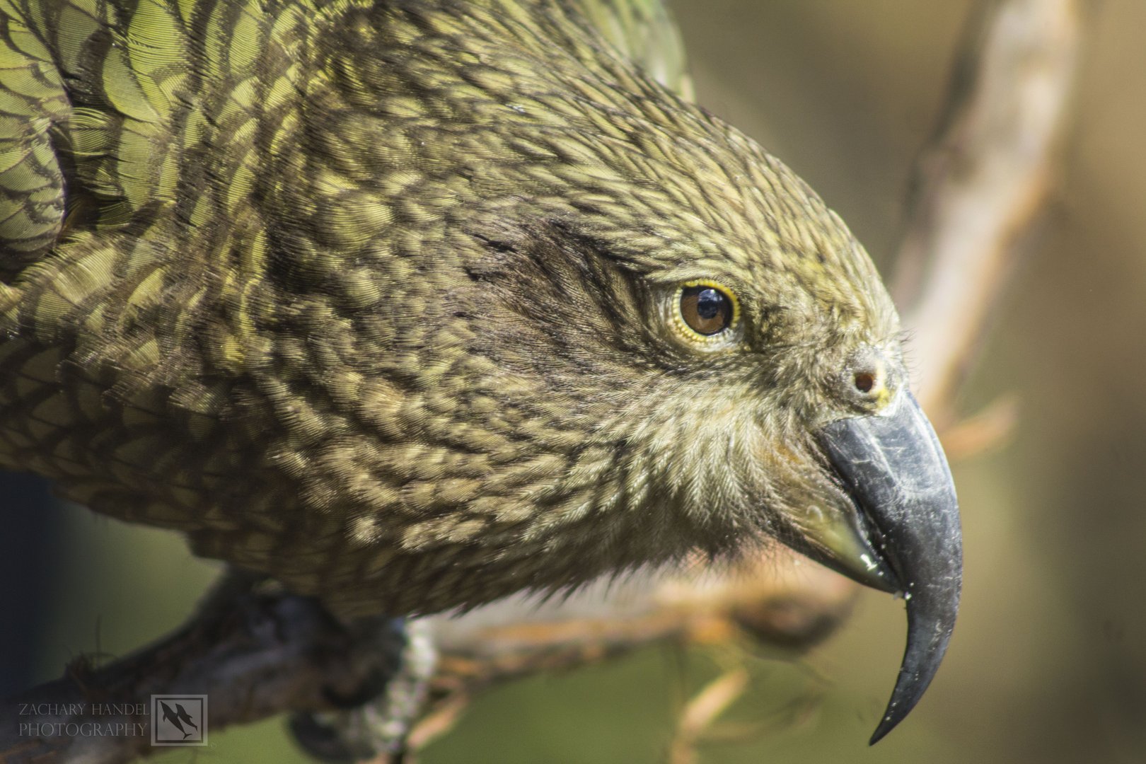 Feb. 2017 - Flight Cage - Kea