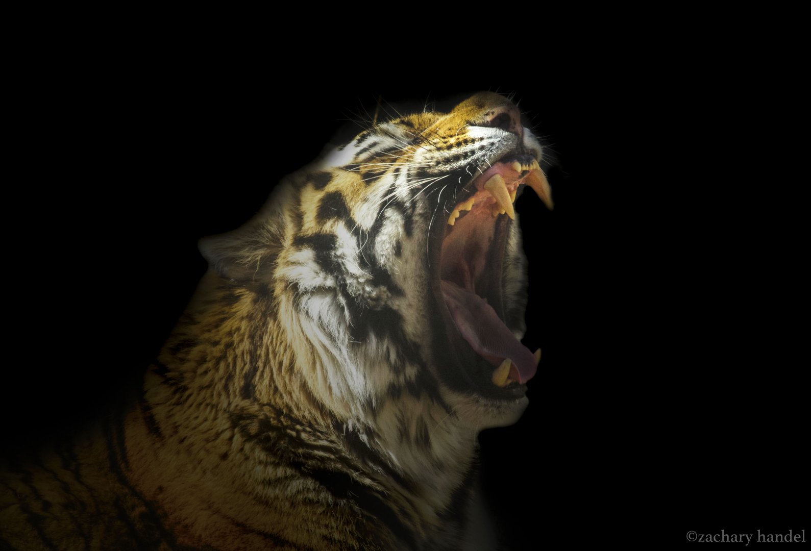 Feb. 2017 - Forests - Amur Tiger