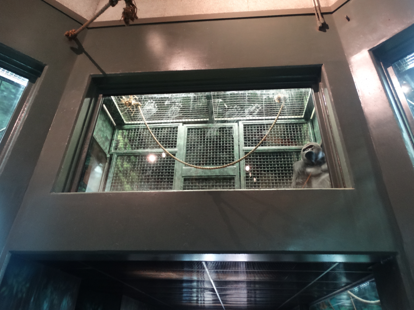 Feb. 2017 - Gorilla Forest - Gorilla Sanctuary - Transfer Area