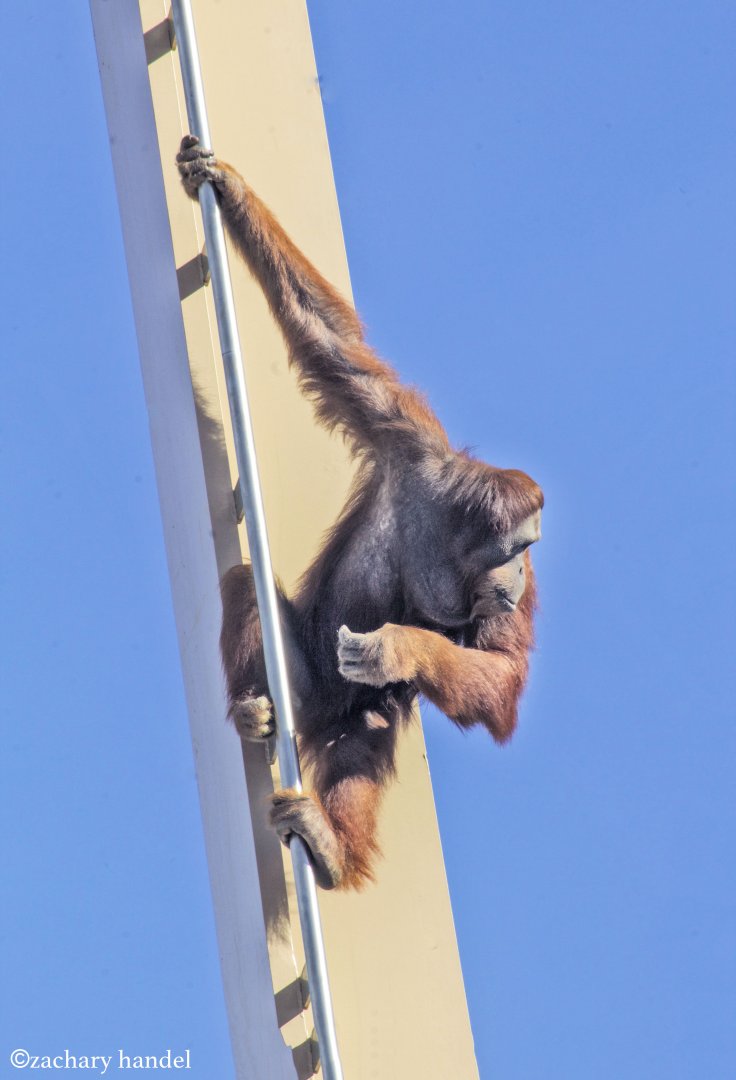 Feb. 2017 - International Orangutan Center - 50ft in the Air