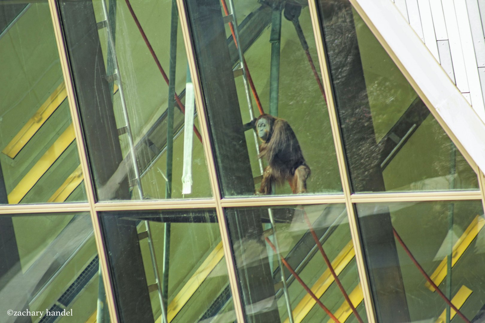 Feb. 2017 - International Orangutan Center