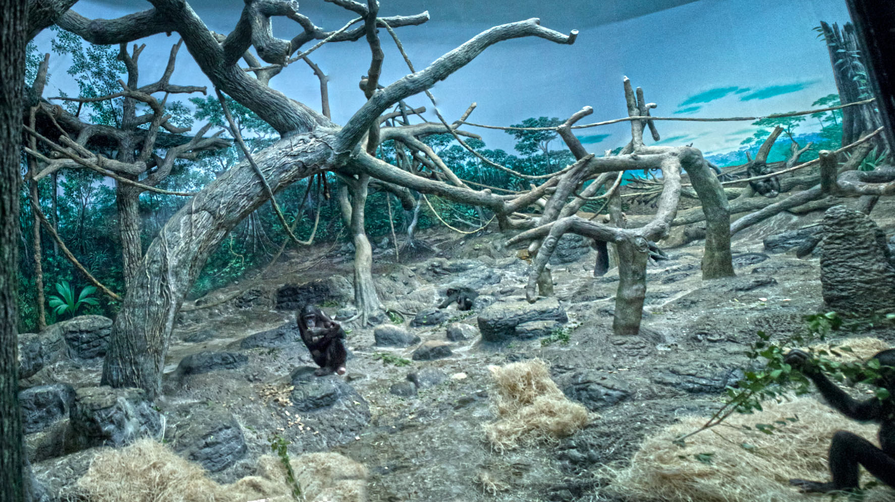 Feb. 2017 - Jungle Trails - Bonobo Indoor Exhibit