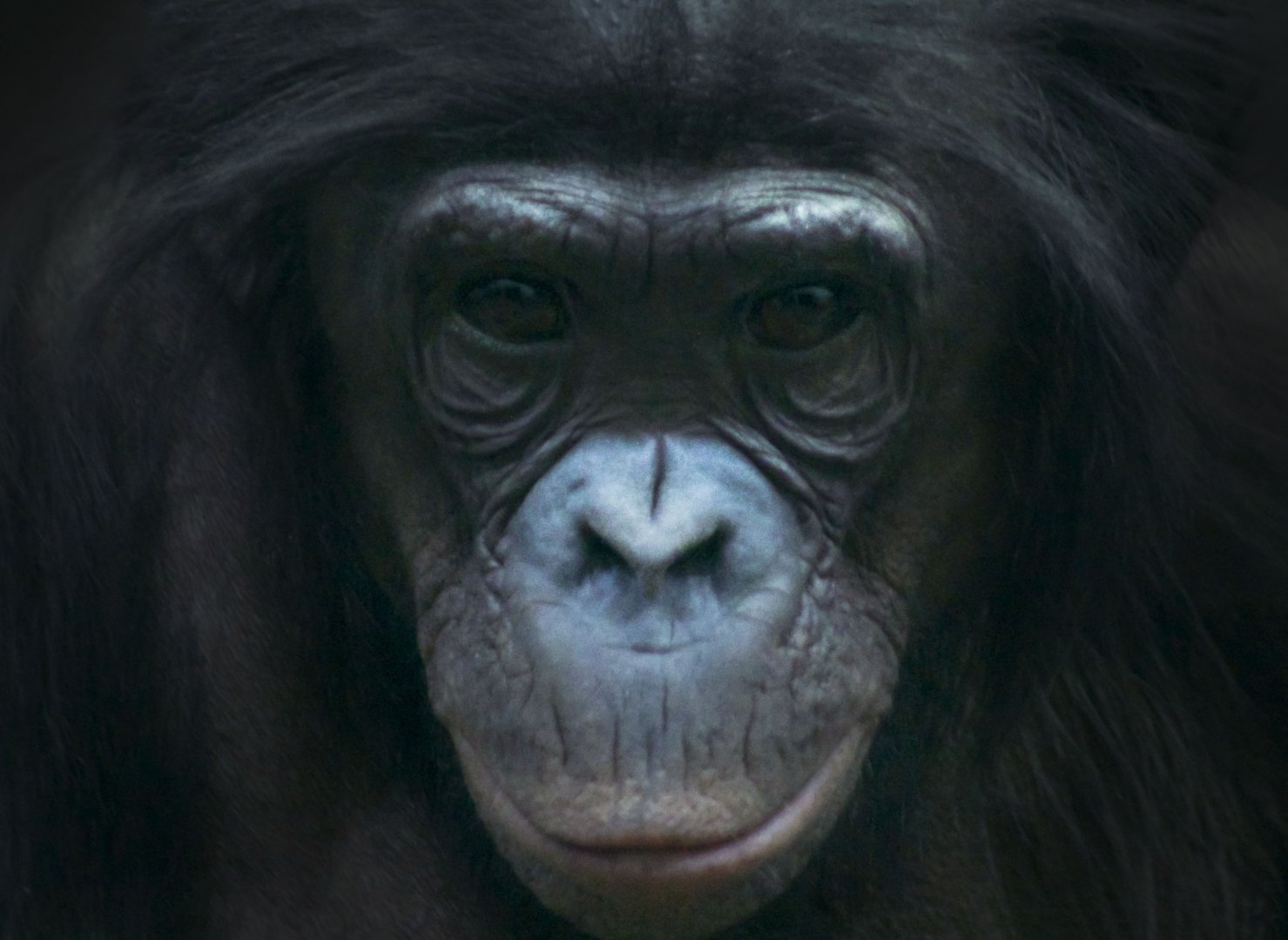 Feb. 2017 - Jungle Trails - Bonobo