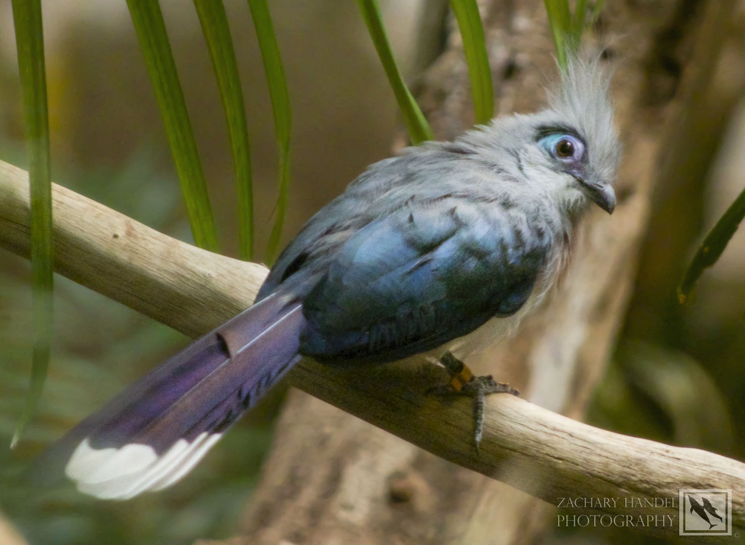 Feb. 2017 - Jungle Trails - Crested Coua