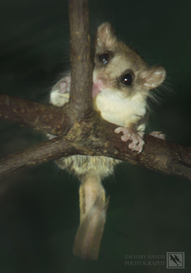 Feb. 2017 - Jungle Trails - Feather-tail Glider